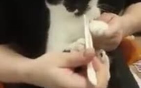 Catto Gets A 5-Star Pedicure Done! - Animals - VIDEOTIME.COM