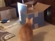 Cats Do Literally Fight Over Nothing!