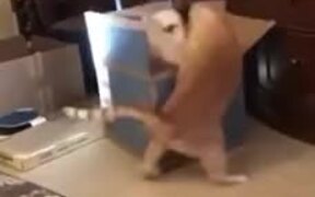 Cats Do Literally Fight Over Nothing! - Animals - VIDEOTIME.COM