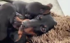 Even Dog Mommas Have It Tough! - Animals - VIDEOTIME.COM