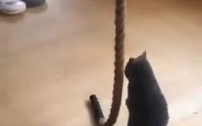Cats Are Really The Masters Of Climbing! - Animals - VIDEOTIME.COM