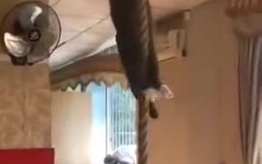 Cats Are Really The Masters Of Climbing! - Animals - VIDEOTIME.COM