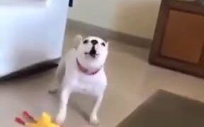 Dog Plays With The Dreaded Rubber Chicken! - Animals - VIDEOTIME.COM