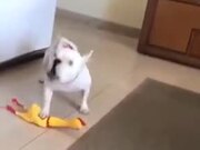 Dog Plays With The Dreaded Rubber Chicken!
