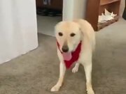 Happy Dog Does The Tippy Taps! - Animals - Y8.com