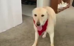 Happy Dog Does The Tippy Taps! - Animals - VIDEOTIME.COM