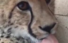 The Most Adorable Cheetah Cub Ever! - Animals - VIDEOTIME.COM