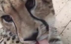 The Most Adorable Cheetah Cub Ever! - Animals - VIDEOTIME.COM