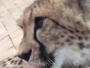 The Most Adorable Cheetah Cub Ever!