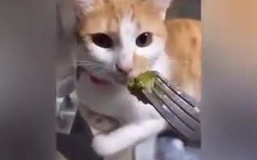 When A Meat Lover Is Given Veggies! - Animals - VIDEOTIME.COM