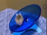 Hamster Is The Epitome Of Fitness!