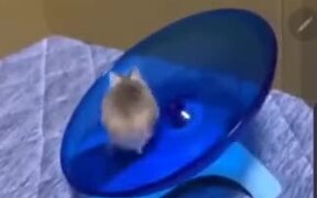 Hamster Is The Epitome Of Fitness! - Animals - VIDEOTIME.COM