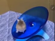 Hamster Is The Epitome Of Fitness!