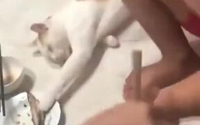 Cat Has The Skills Of A Ninja! - Kids - VIDEOTIME.COM