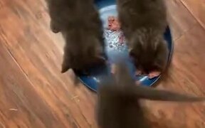 The Fight For Food Has Begun! - Animals - VIDEOTIME.COM