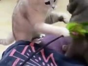 Guy Causes And Outright Brawl Between Two Cats!
