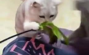 Guy Causes And Outright Brawl Between Two Cats! - Animals - VIDEOTIME.COM