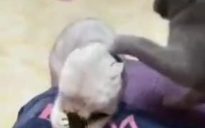 Guy Causes And Outright Brawl Between Two Cats! - Animals - VIDEOTIME.COM