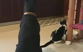 Dog Knows Better Manners Than Most Humans! - Animals - VIDEOTIME.COM