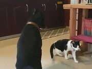 Dog Knows Better Manners Than Most Humans!