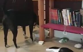Dog Knows Better Manners Than Most Humans! - Animals - VIDEOTIME.COM