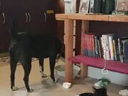 Dog Knows Better Manners Than Most Humans!