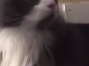 Cat Pretty Confused About It's Own Music!