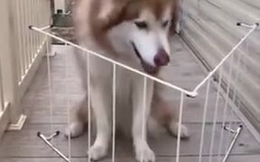 Big Doggo Too Big To Fit! - Animals - VIDEOTIME.COM