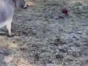 Donkeys Love Playing Fetch As Much As Dogs!