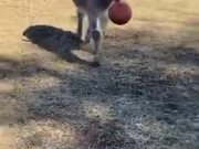 Donkeys Love Playing Fetch As Much As Dogs!