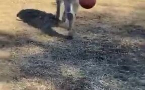 Donkeys Love Playing Fetch As Much As Dogs! - Animals - VIDEOTIME.COM