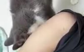 Here's How Cats Ask For Food! - Animals - VIDEOTIME.COM