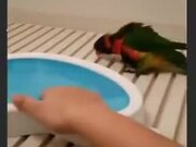Little Parrot Is Really Excited For It's Bath!