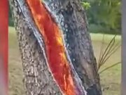 Tree Internally On Fire After Lightning Strikes It