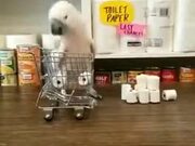 This Bird Has Started To Panic Buy Toilet Paper