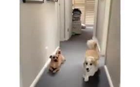 That One Friend Who Always Makes Fun Of You - Animals - VIDEOTIME.COM