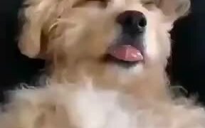 Waking Up Cute Dog With A Boop - Animals - VIDEOTIME.COM