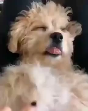 Waking Up Cute Dog With A Boop