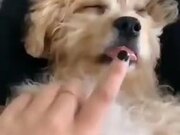Waking Up Cute Dog With A Boop