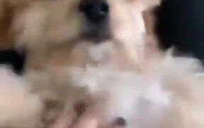 Waking Up Cute Dog With A Boop - Animals - VIDEOTIME.COM