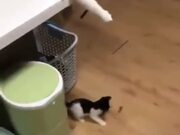 Mom Cat Knows How To Keep The Kitten Entertained