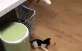 Mom Cat Knows How To Keep The Kitten Entertained - Animals - VIDEOTIME.COM
