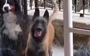 Happiest Dog Out There Doing The Tippy Taps - Animals - VIDEOTIME.COM