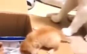 A Mother Cat's Helping Hand - Animals - VIDEOTIME.COM