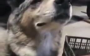 In A Bad Mood? This Doggo Totally Chilling Out - Animals - VIDEOTIME.COM