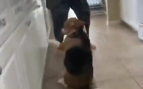 This Dog Dances Better Than You