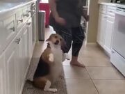 This Dog Dances Better Than You