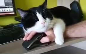 Working From Home Ain't Easy If You Have Cats - Animals - Videotime.com