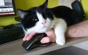 Working From Home Ain't Easy If You Have Cats - Animals - VIDEOTIME.COM