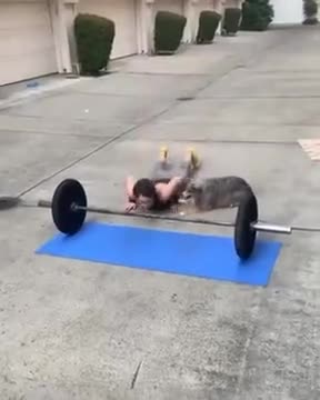 This Doggo Is The Best Workout Buddy